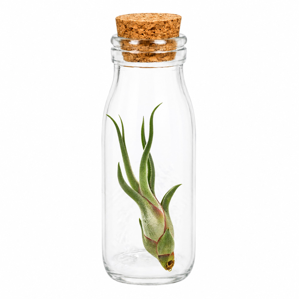 Airplant - Glass bottle large