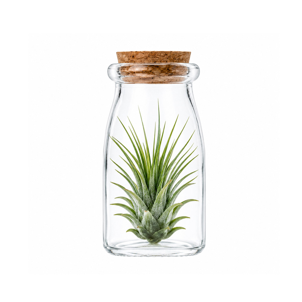 Airplant - Glass bottle square