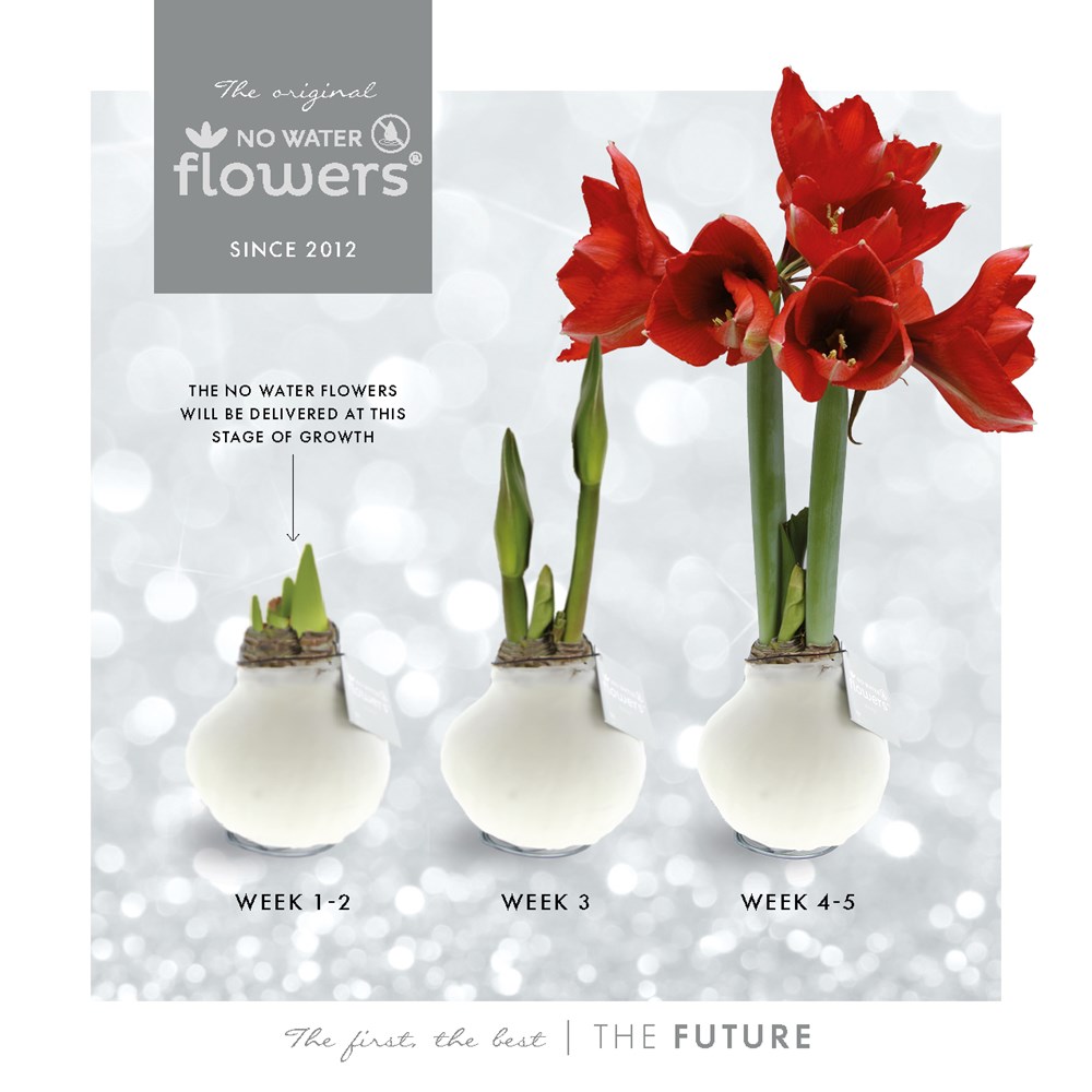 No Water Flowers® - Waxz® on golden dish, Ohne Verpackung, Silber