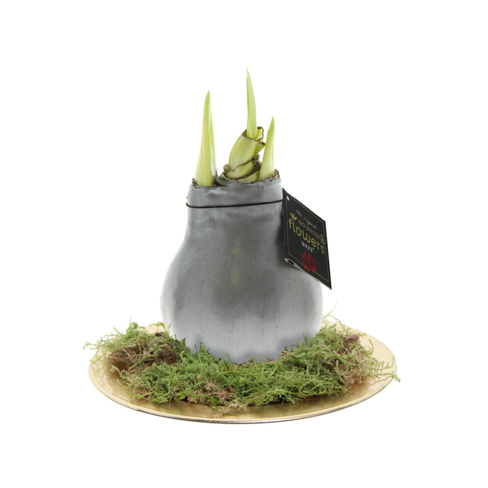 No Water Flowers® - Waxz® on golden dish, Ohne Verpackung, Silber