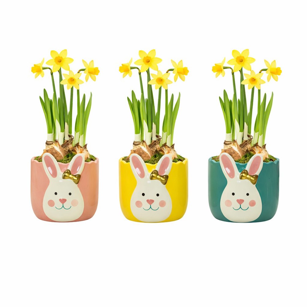 Easter golden bunny medium - Narzisse, In Zellophan mit Schokoladeneiern