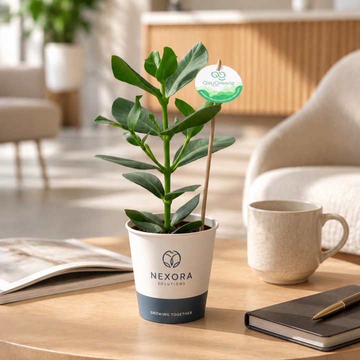 OxyGreenz® - Clusia rosea in papercup, Ohne Verpackung